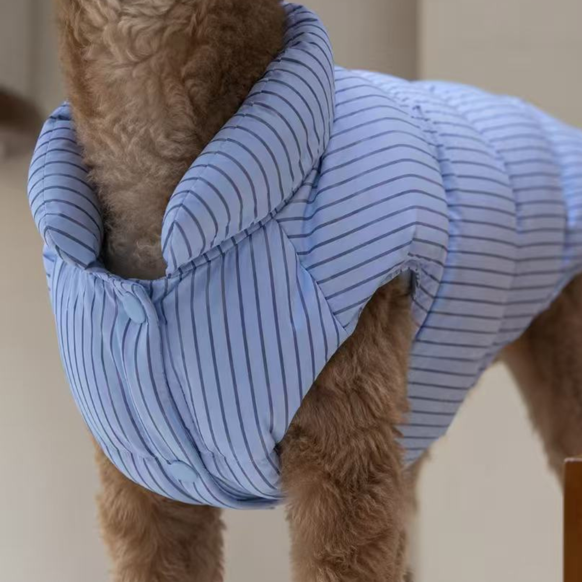 Pawffer Collection