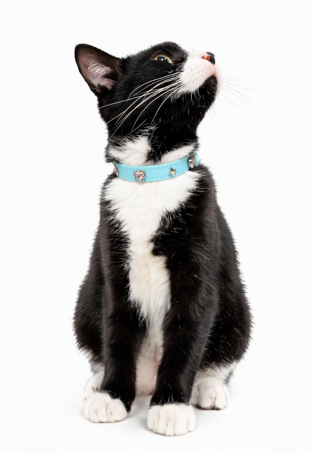 Personalized Pet Collar