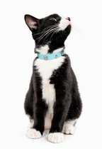 Personalized Pet Collar